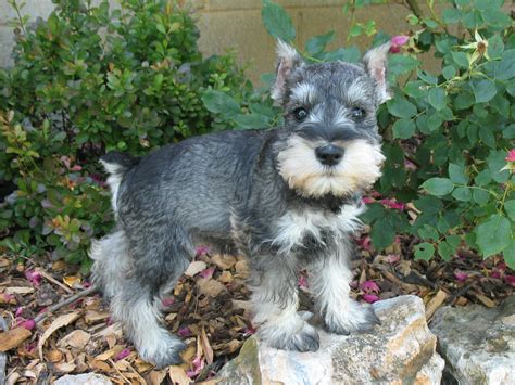They also make excellent watchdogs. . Mini schnauzers for sale